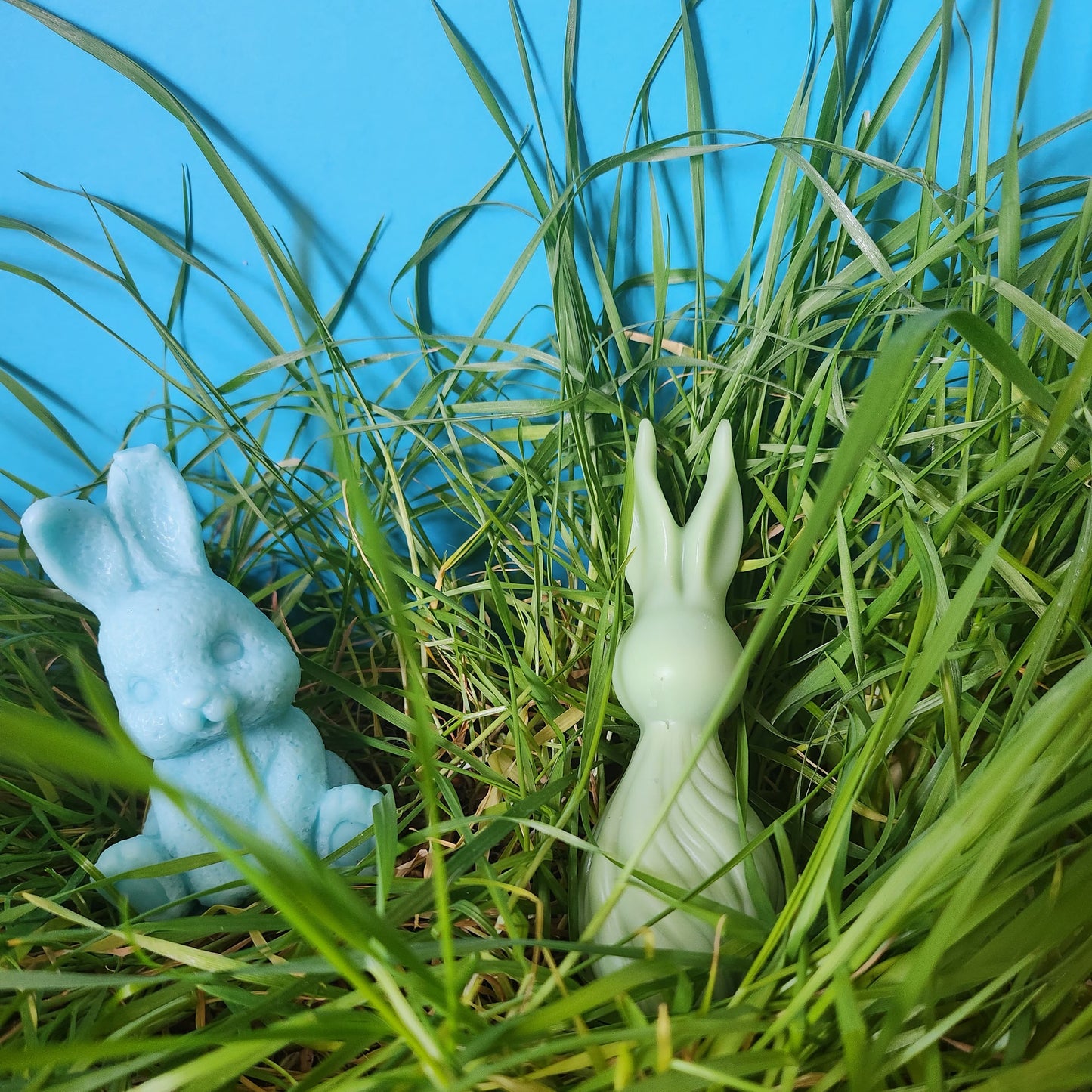 Sitting Bunny Rabbit