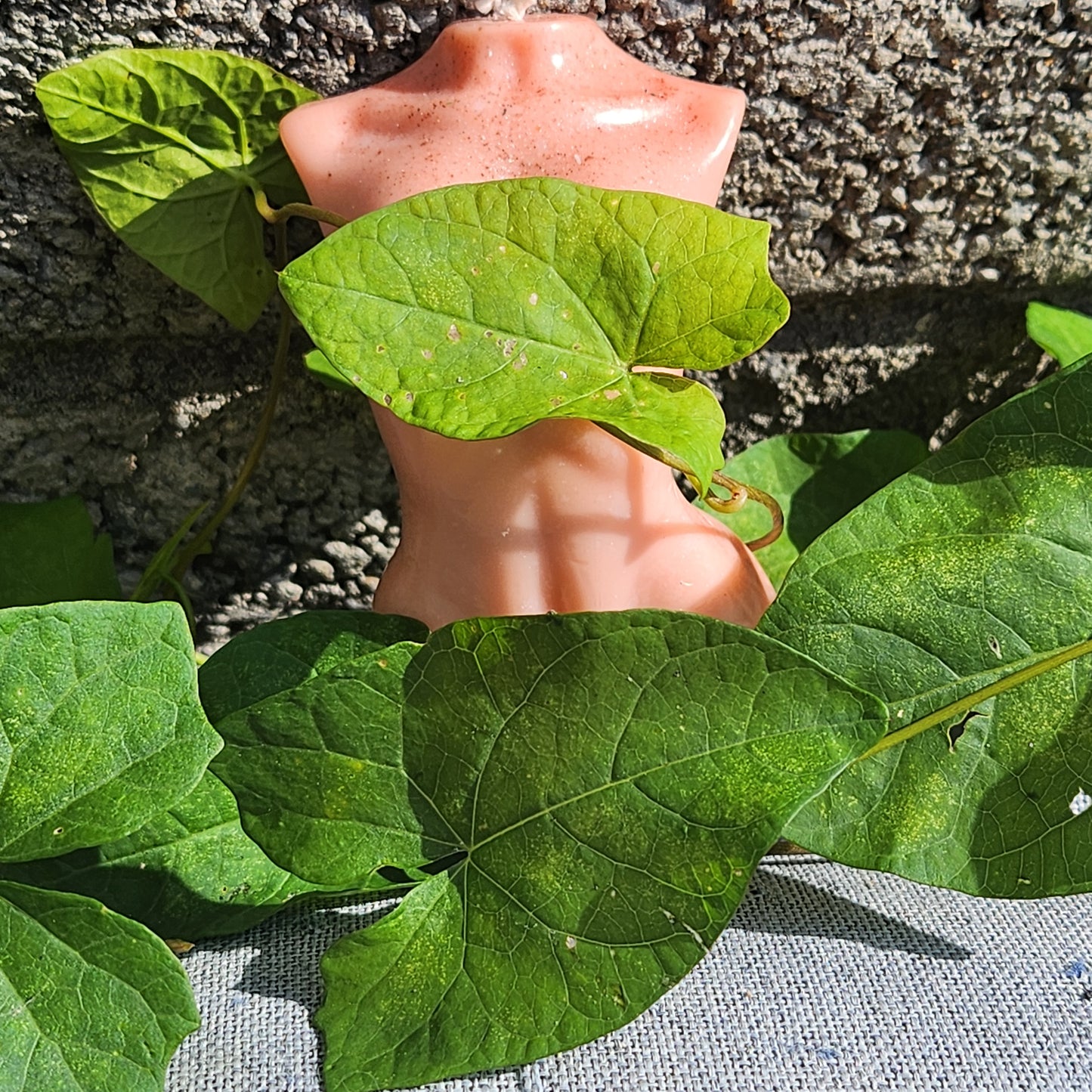 Nude Female Torso
